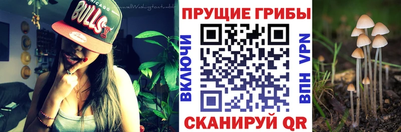 Купить  Заозёрный  Псилоцибиновые грибы Psilocybine cubensis 